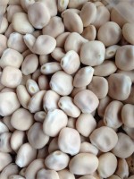 weisse Süß Lupine weisse Süß Lupine