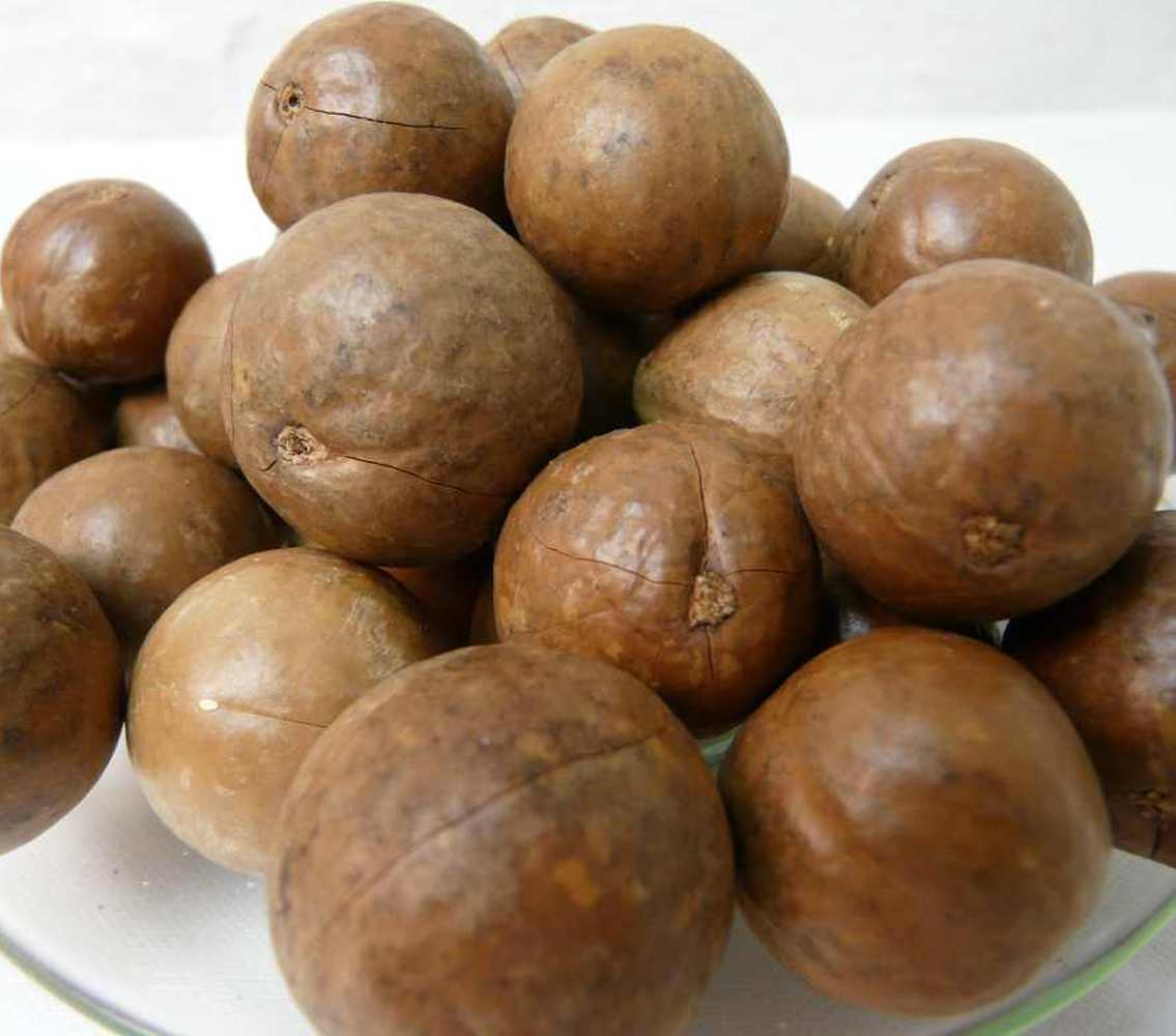 Macadamia mit Schale | Vitale Kost
