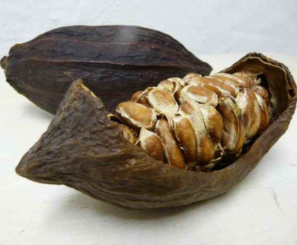 Kakaofrucht ohne Bohnen, getrocknet, als Hälfte.