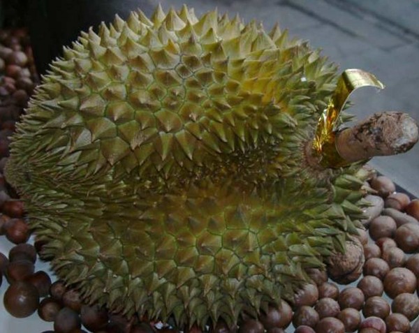 Durian Monthong, gefroren, 1 Frucht 1-2kg, , , nA*, nA*